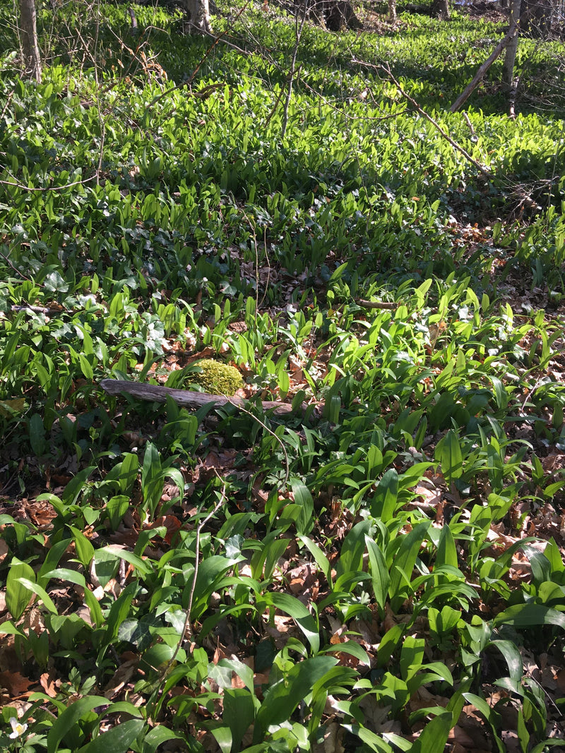 Wild garlic essence