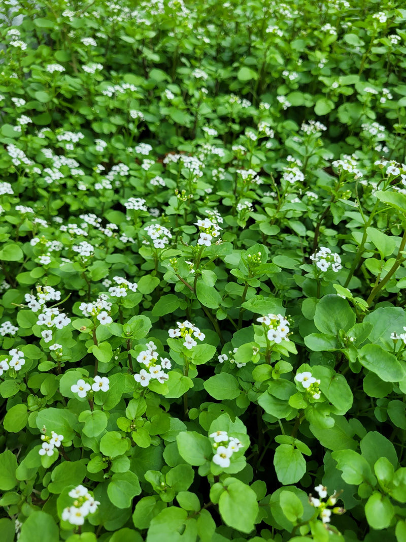Watercress essence