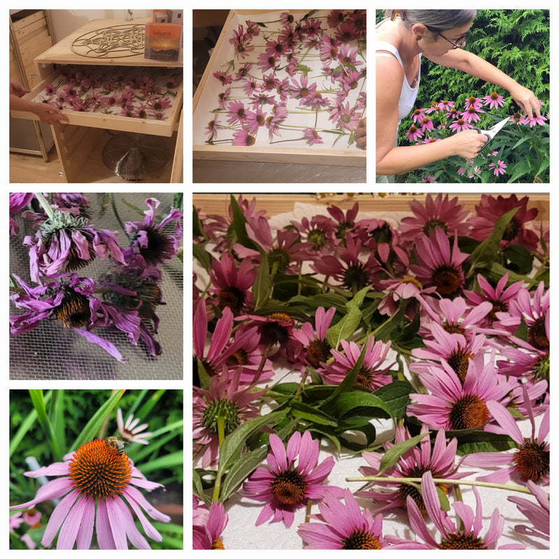 Echinacea tincture