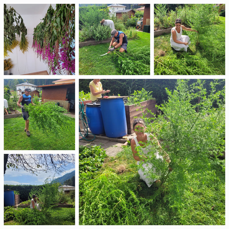 Annual mugwort tincture