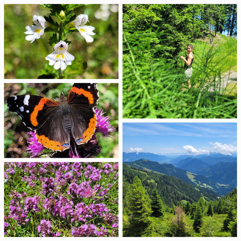 Horsetail (or field horsetail) essence