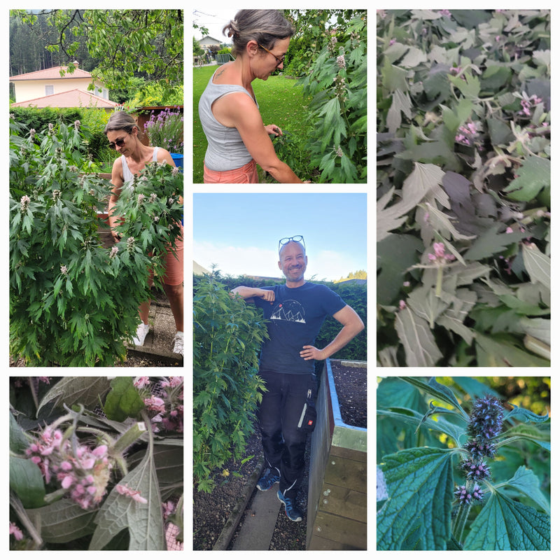 Motherwort essence
