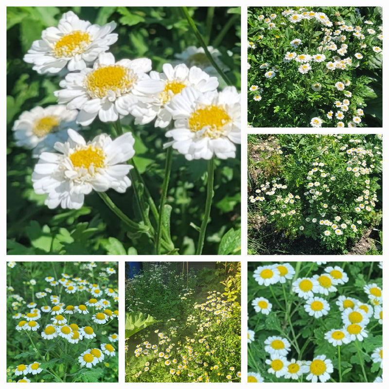 Feverfew essence