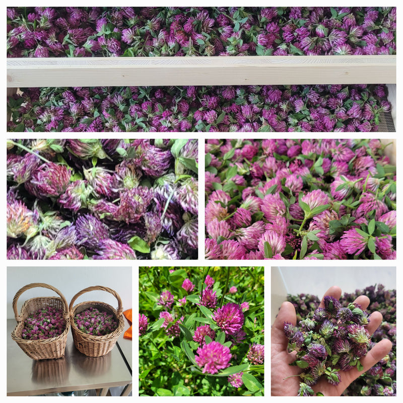 Essenza di trifoglio rosso