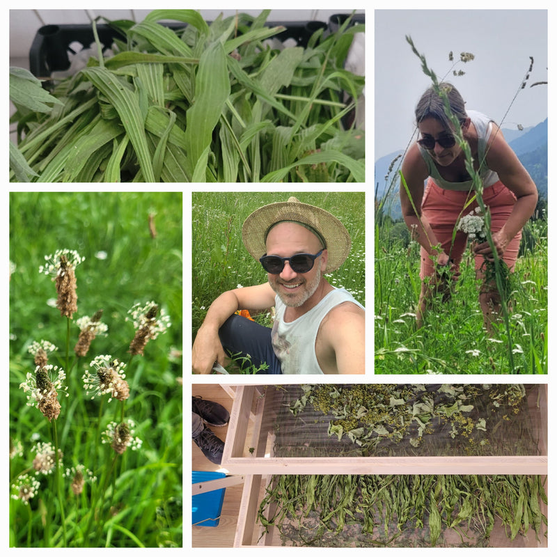 Essenza di piantaggine plantano