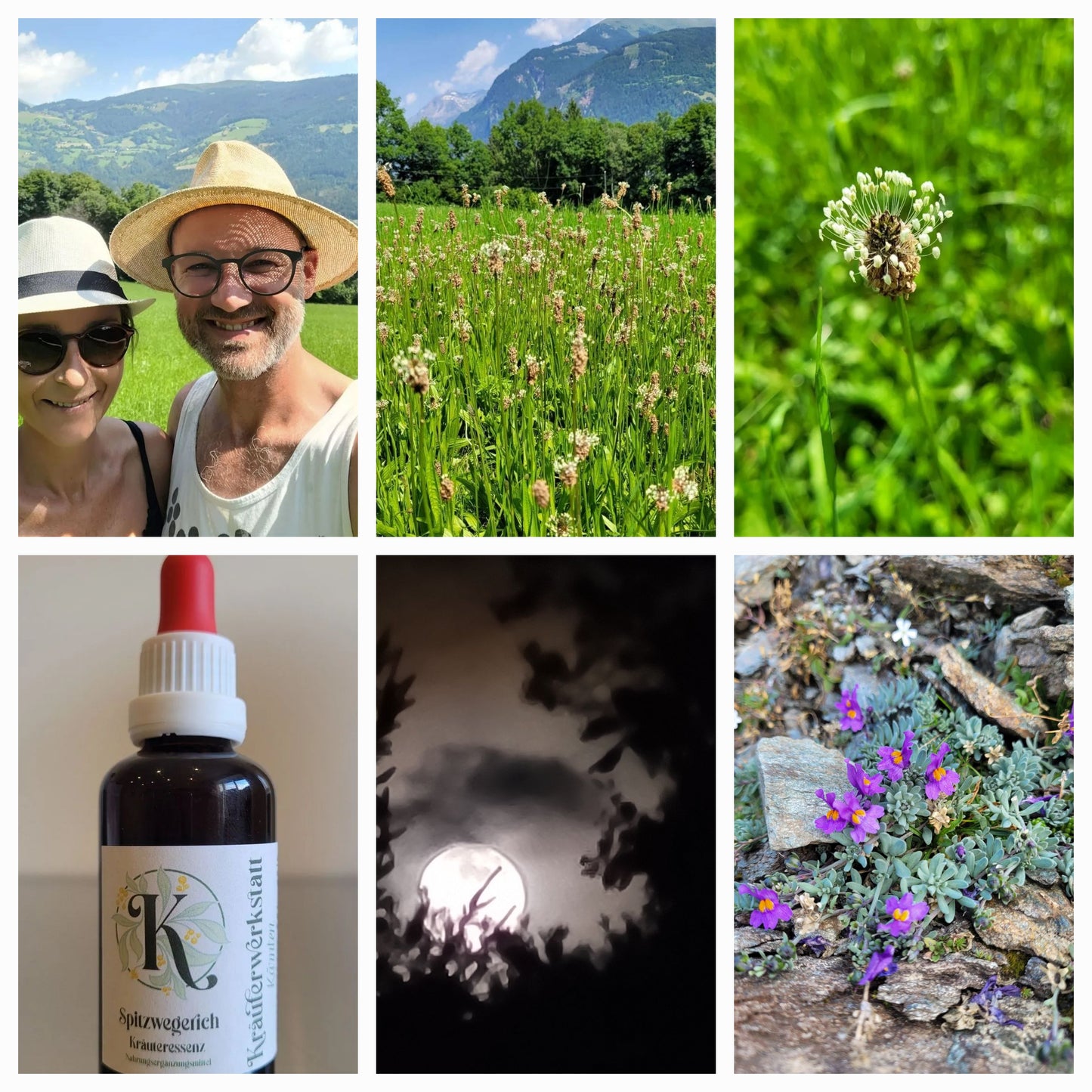 Ribwort plantain essence