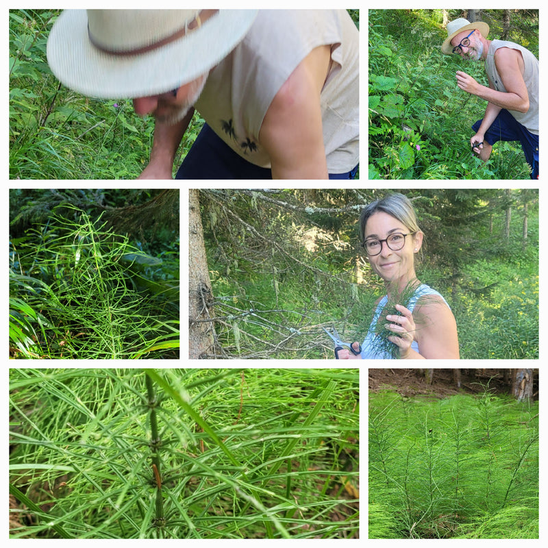 Horsetail (or field horsetail) essence