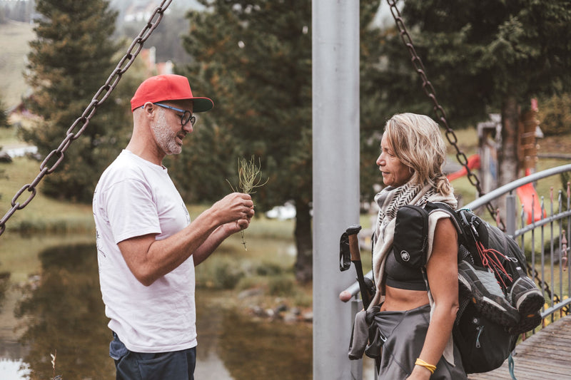 Horsetail (or field horsetail) essence