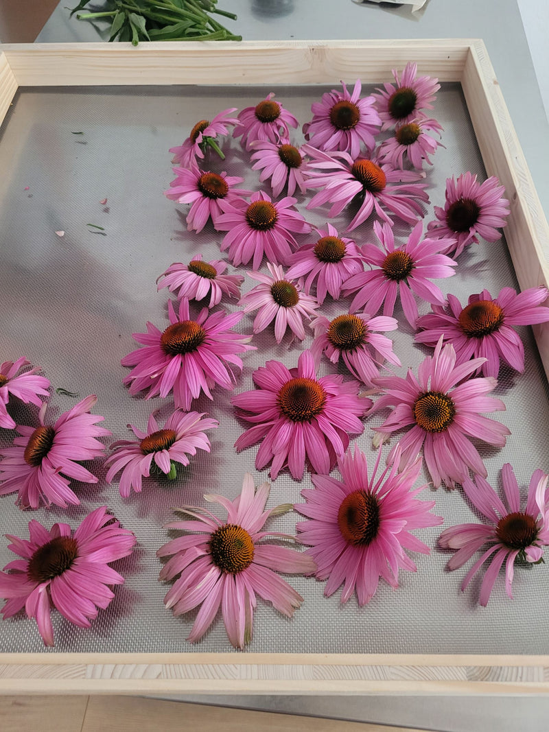 Echinacea tincture