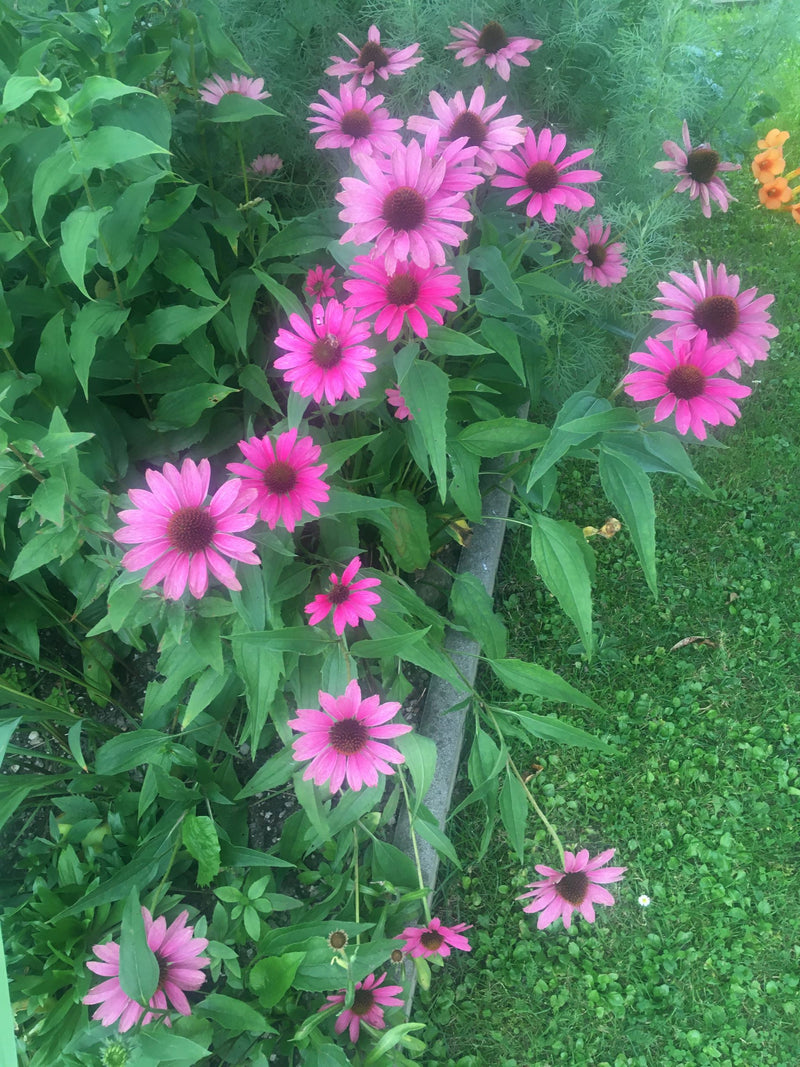 Echinacea tincture
