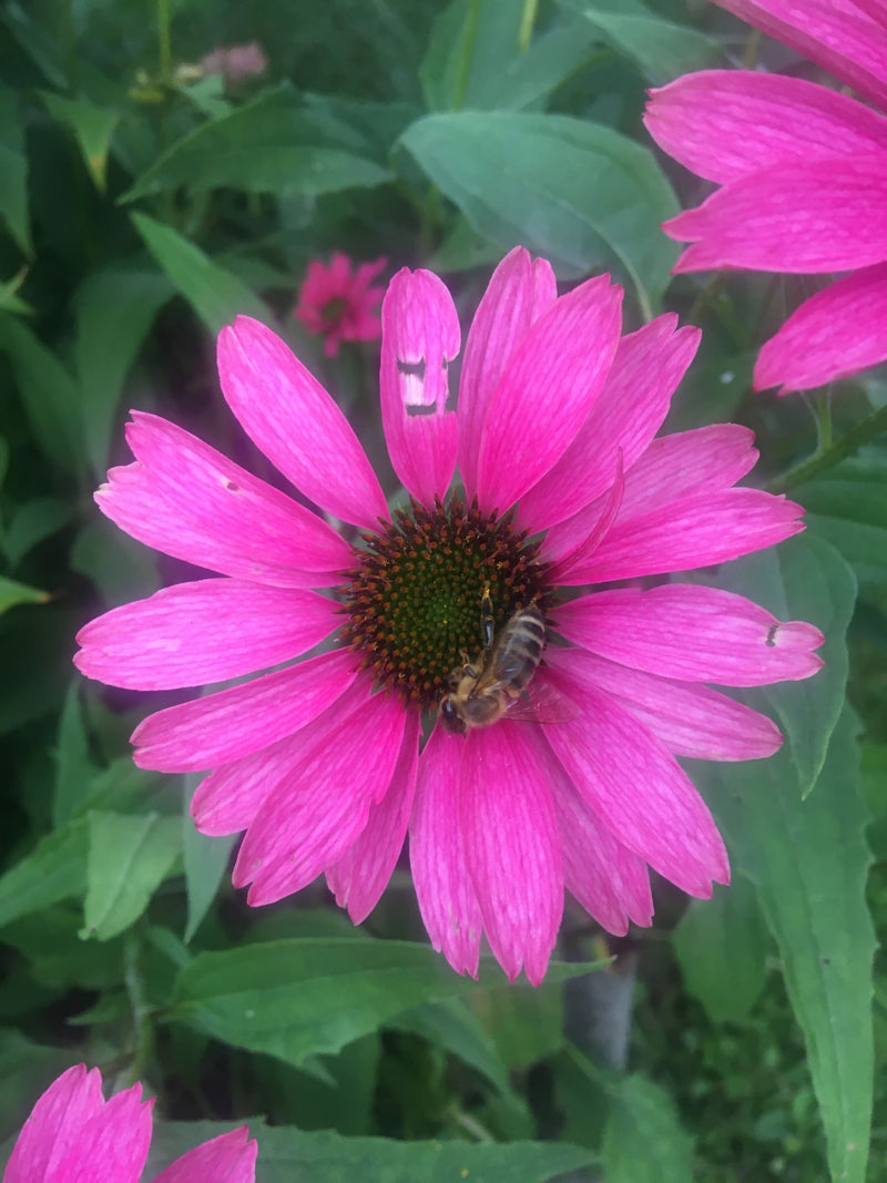 Echinacea tincture