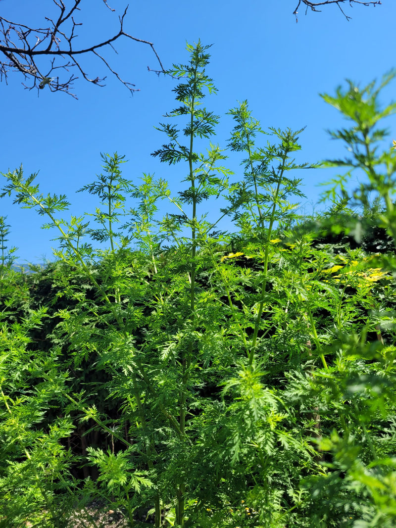 Annual mugwort tincture