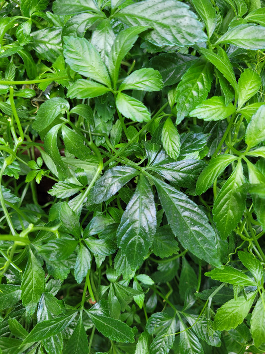 Herb of Immortality Tincture