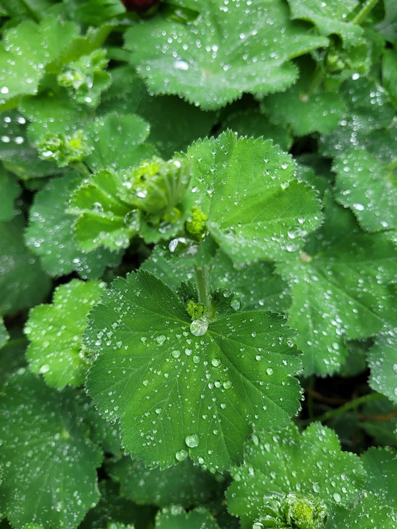 God's hand essence