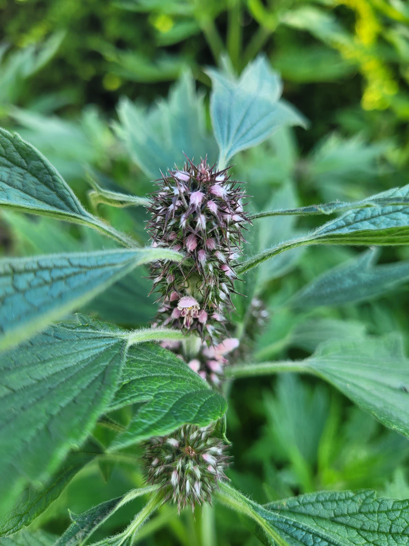 Tintura di erba madre