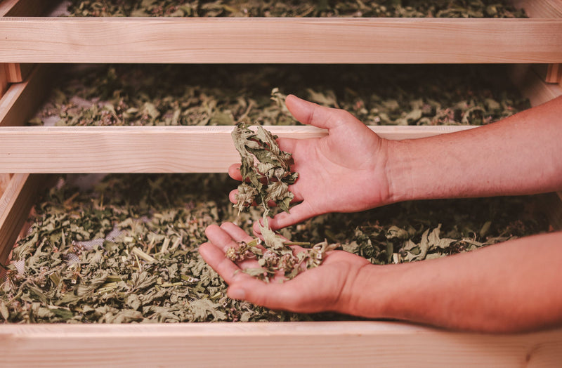 Motherwort essence