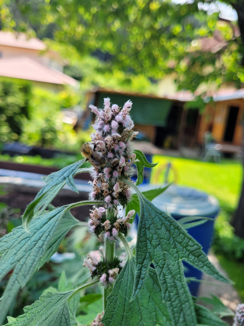 Motherwort essence