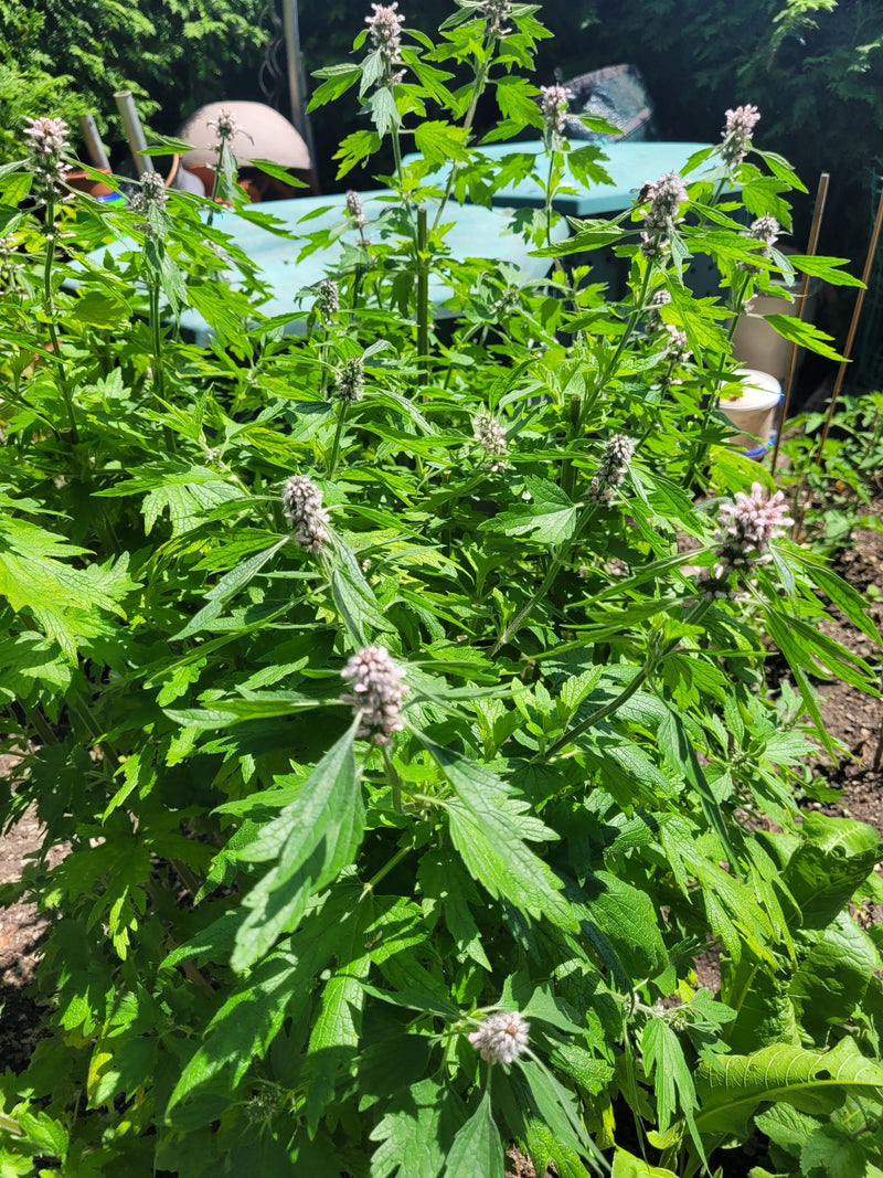 Motherwort essence