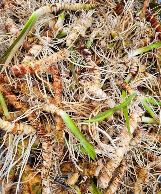 Calamus root essence