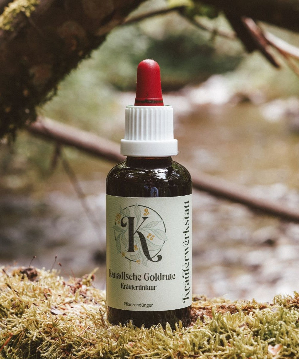 Canadian Goldenrod Tincture