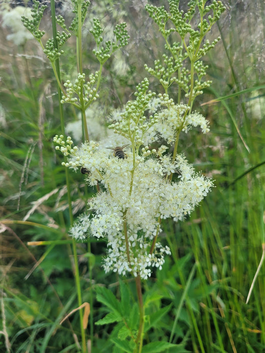 Meadowsweet essence