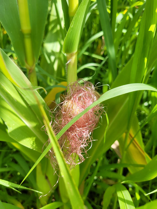 Corn Beard Essence