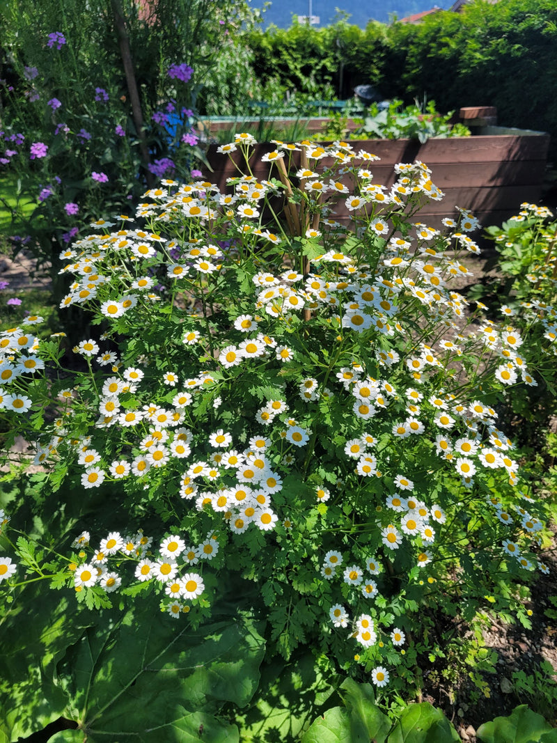 Feverfew essence