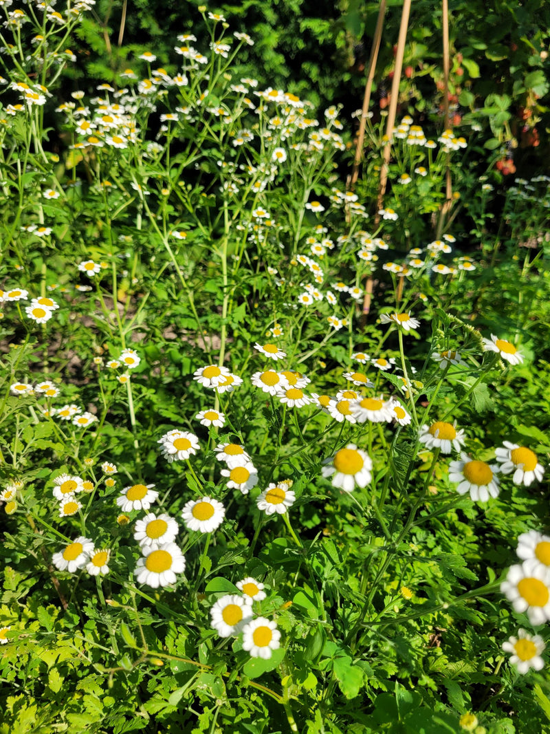 Feverfew essence