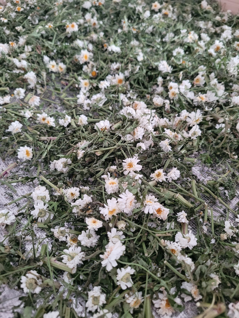 Feverfew essence