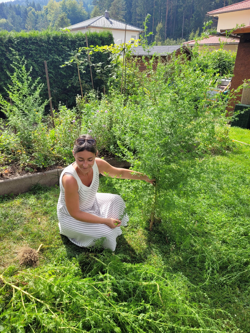 Annual mugwort tincture