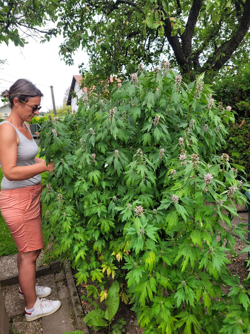 Motherwort essence