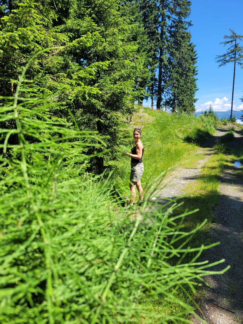 Horsetail (or field horsetail) essence