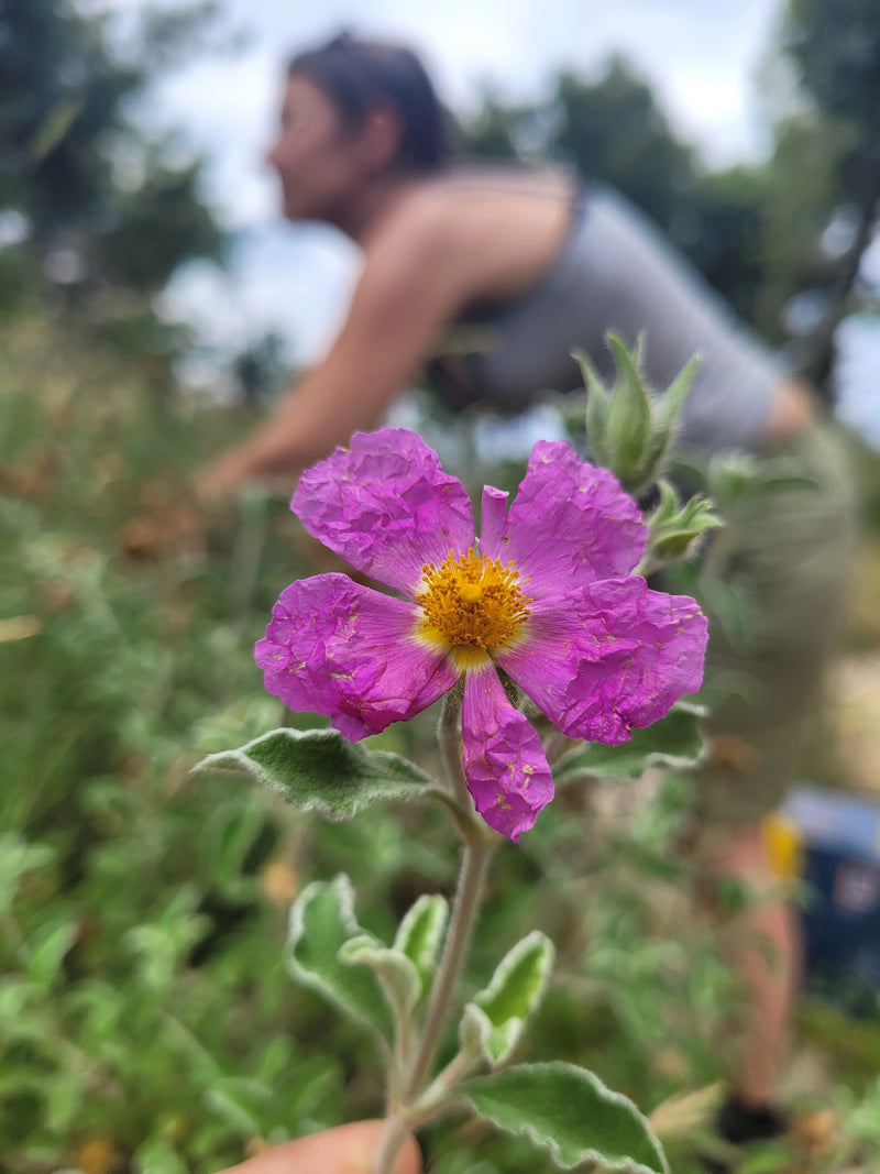 Cistus essence