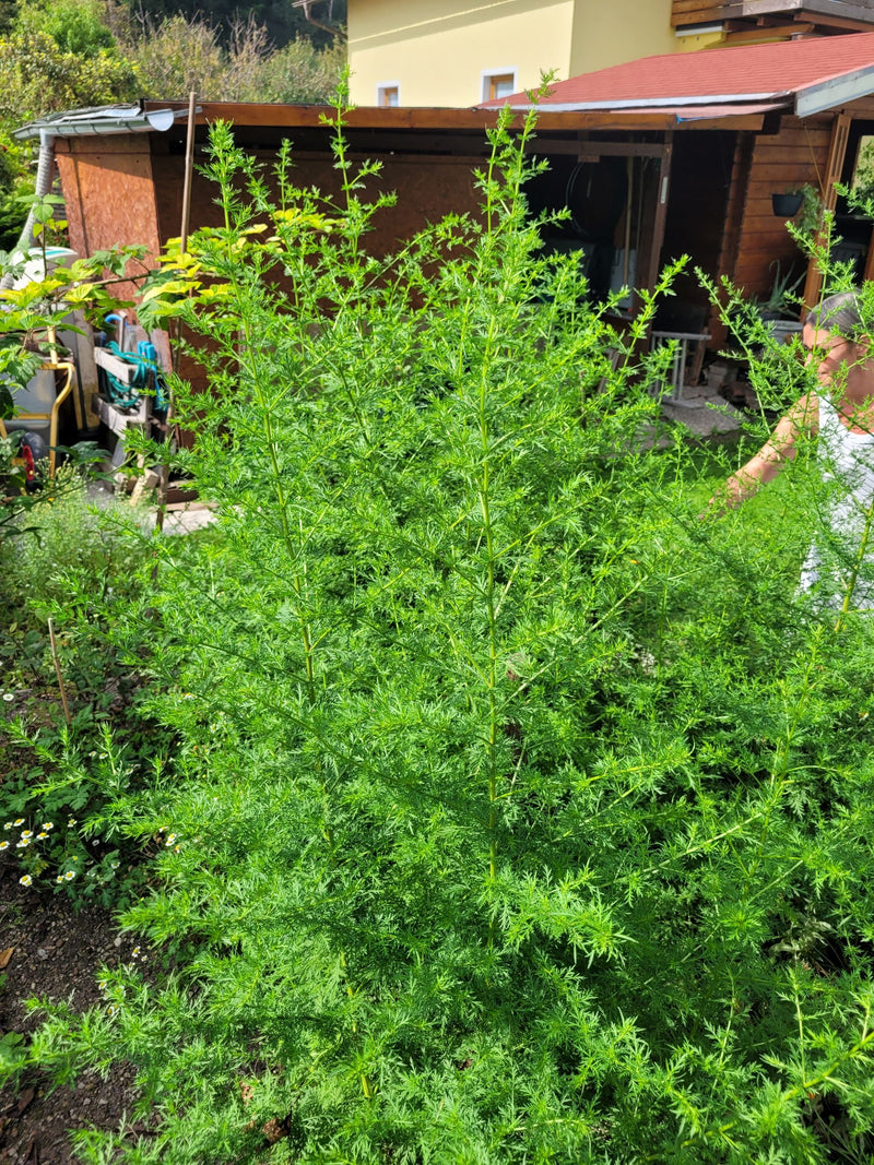 Annual mugwort tincture