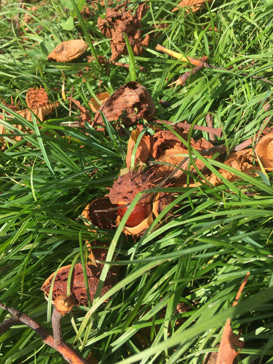 Horse chestnut essence