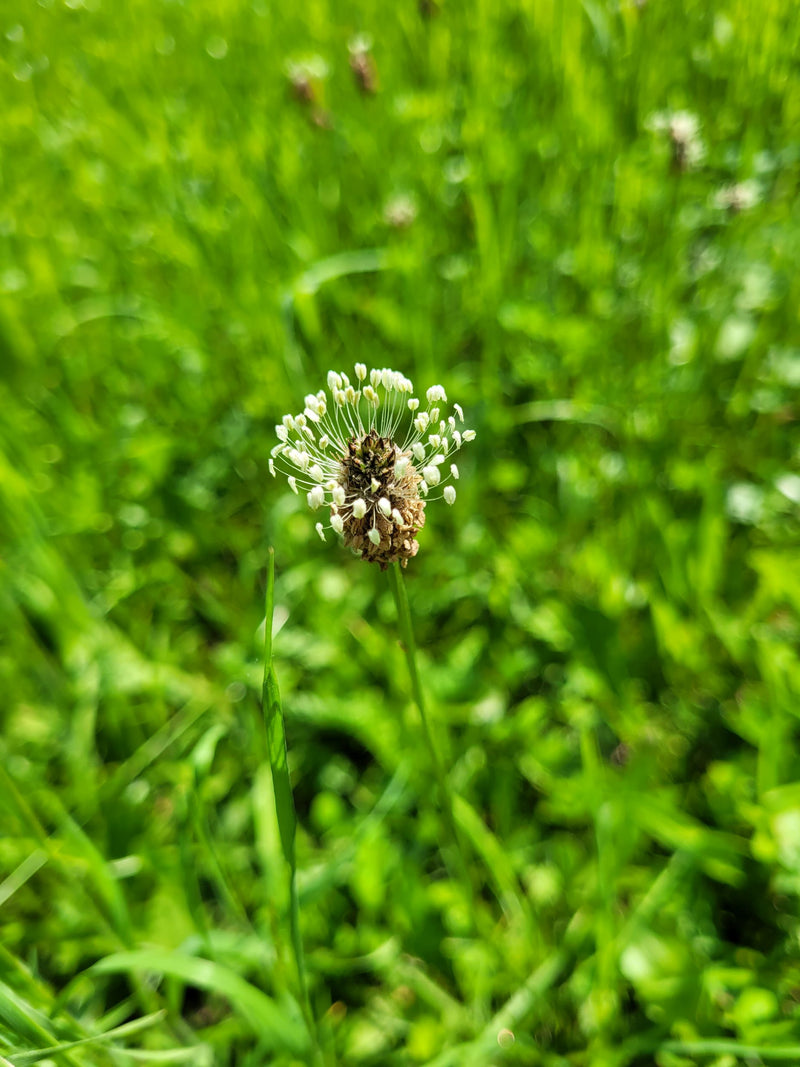 Essenza di piantaggine plantano