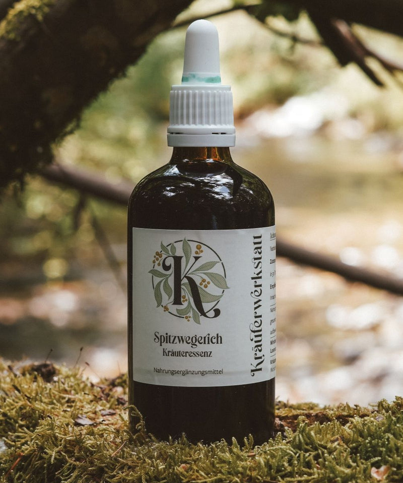 Essenza di piantaggine plantano