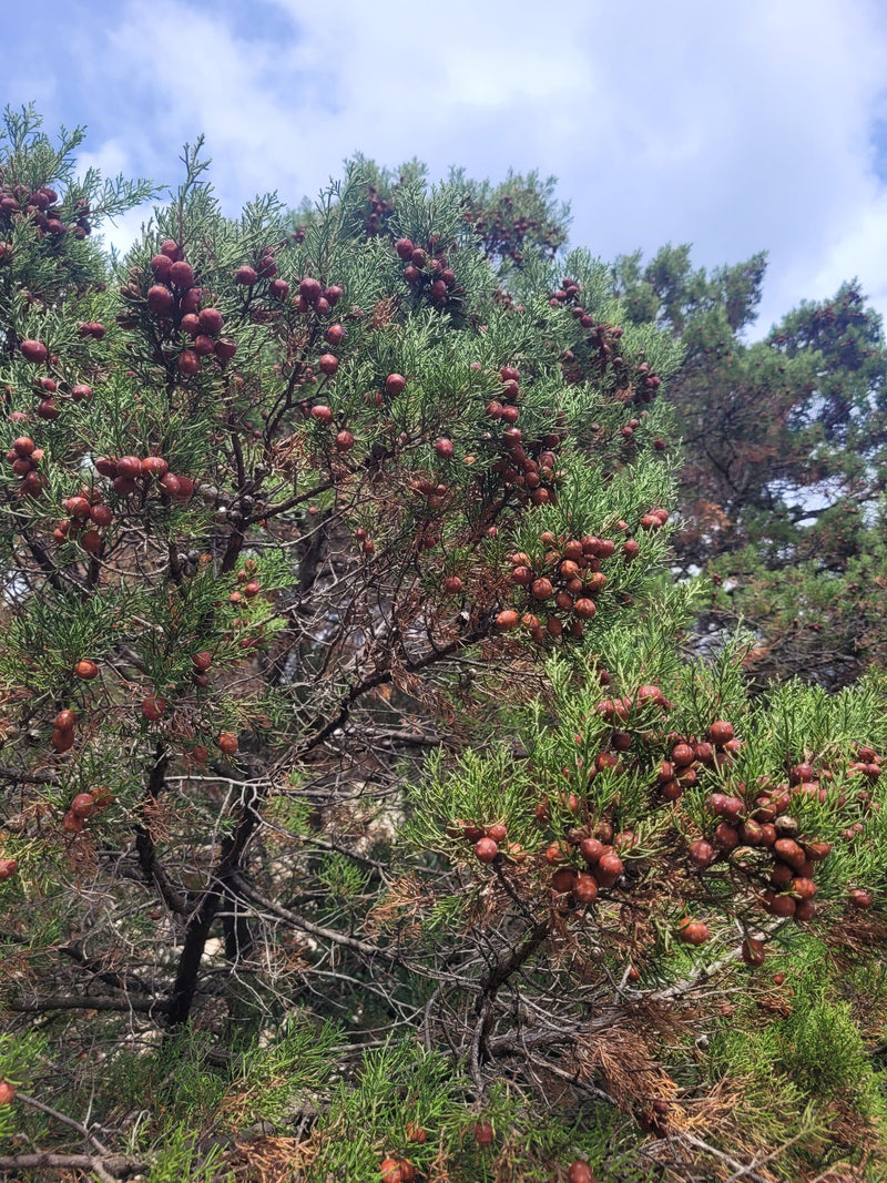 Olio di bacche di ginepro