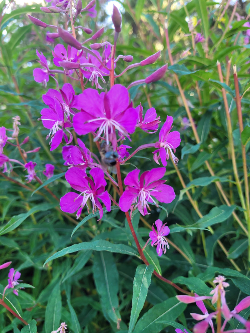 Essenza di Fireweed