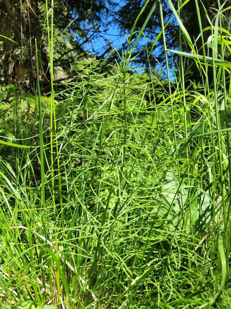 Horsetail (or field horsetail) essence