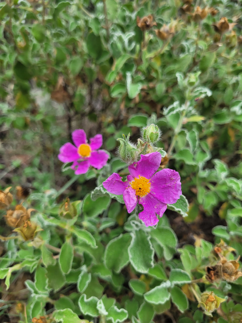 Cistus essence