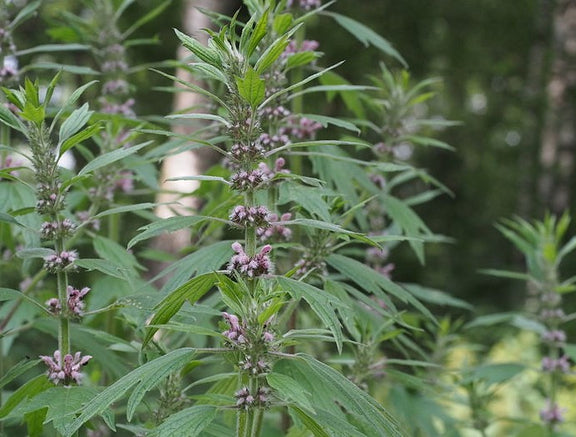 Herzgespann Kraut (Leonurus cardicia)