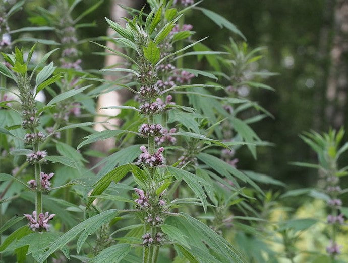 Herzgespann Kraut (Leonurus cardicia)