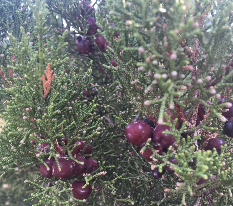 Essenza di ginepro (bacche).