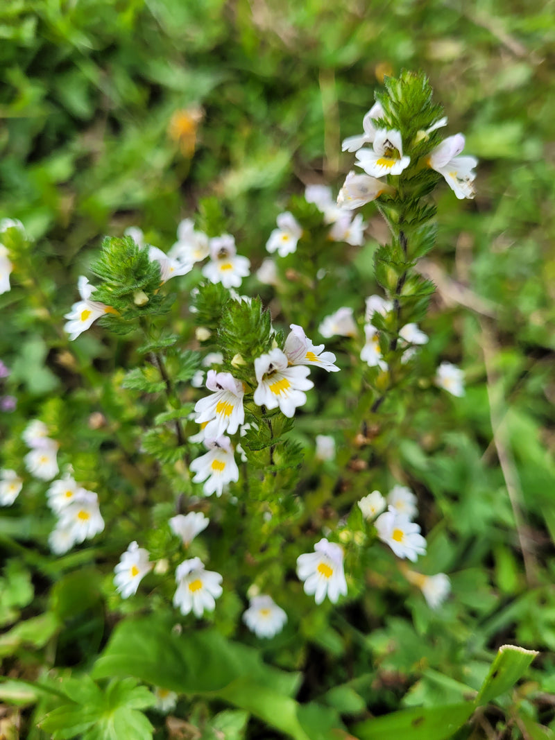 Eyebright essence