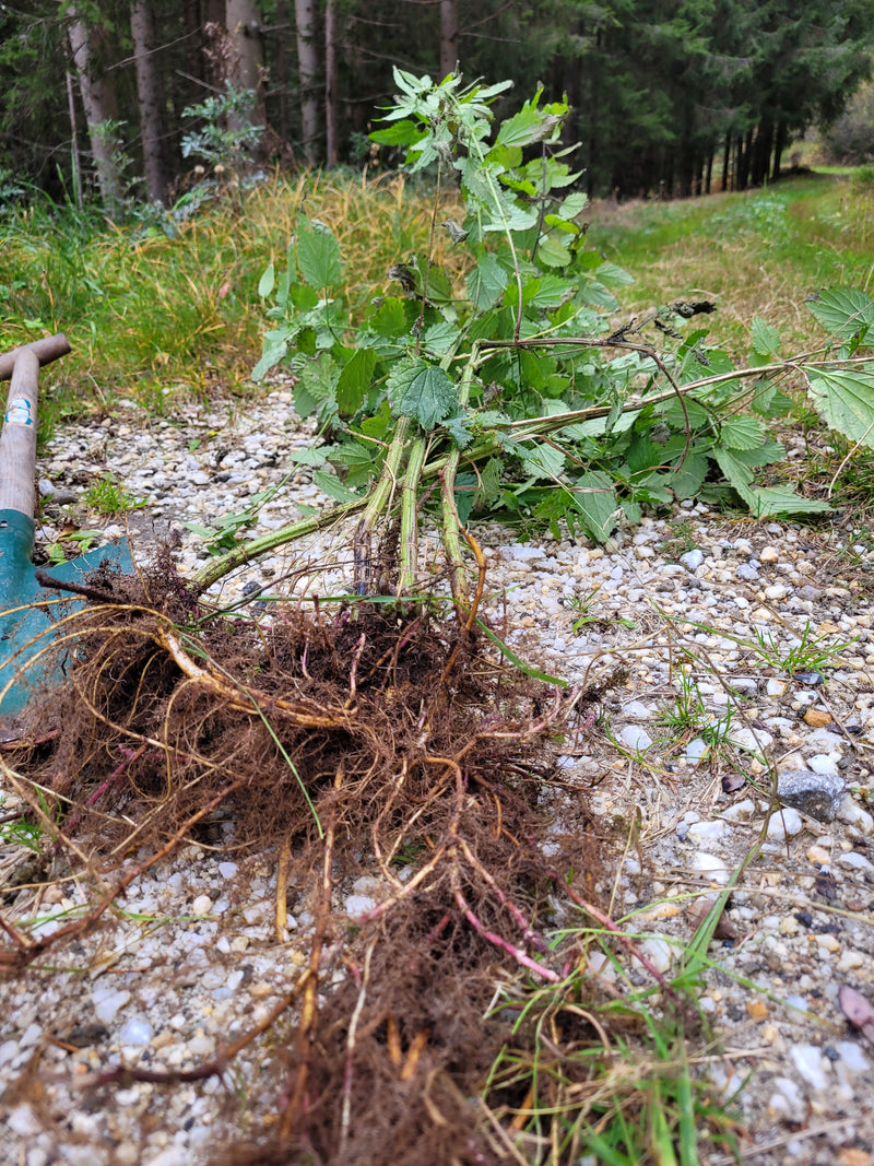 Nettle root essence