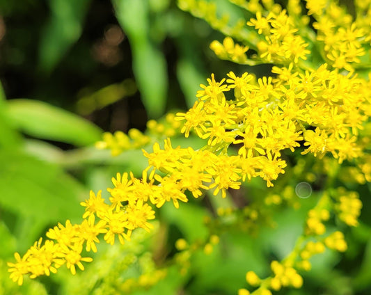 Canadian Goldenrod Tincture