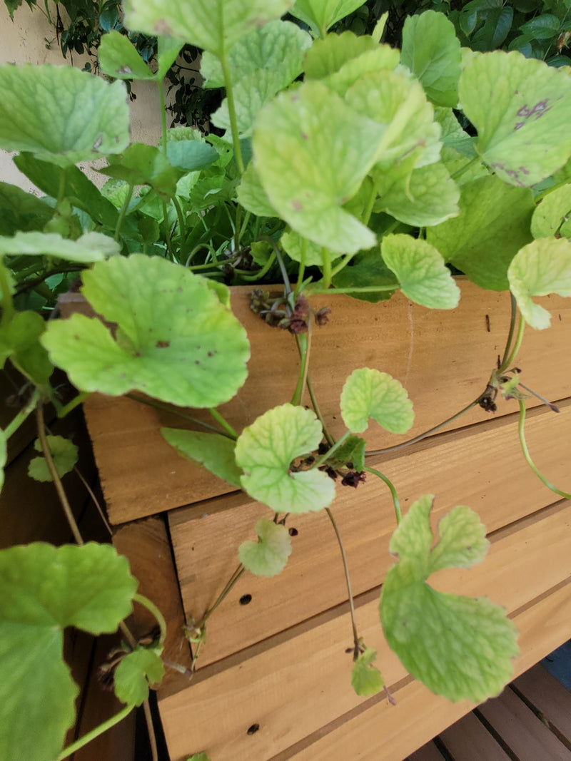 Tintura di erba tigre