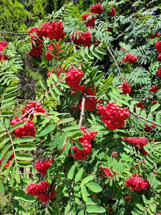 Vogelbeeren Essenz