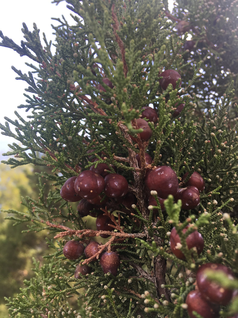 Olio di bacche di ginepro